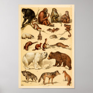 Wild Animal Collection Bear Wolf Monkeys Print Poster