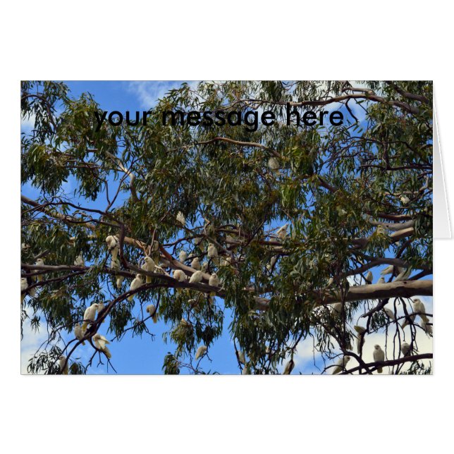 Wild-Australische Weißküken, (Vorderseite (Horizontal))