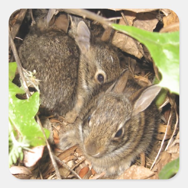 Wild Baby Bunnies Quadratischer Aufkleber (Vorderseite)