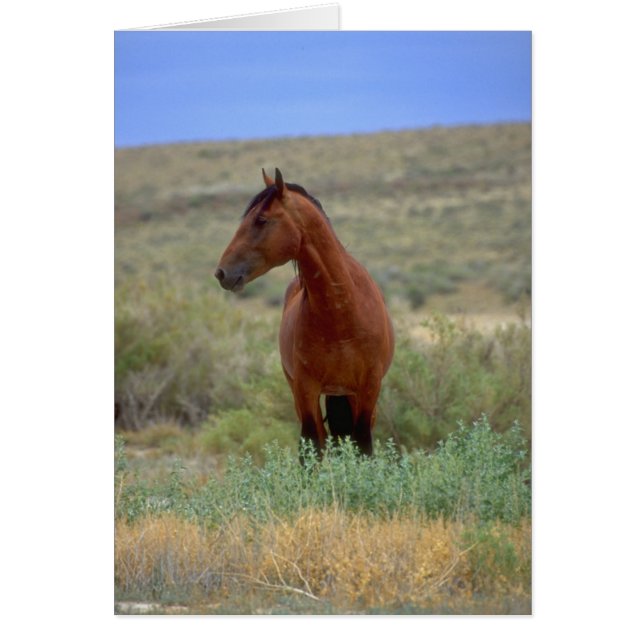 Wild Bay Horse, Wyoming (Vorne)