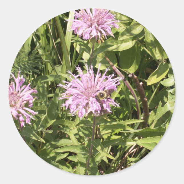 Wild Bergamot Stickers (Vorderseite)
