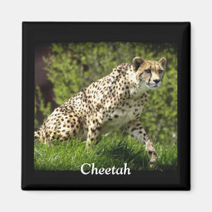 Wild Big Cats Tierliebhaber Design Magnet