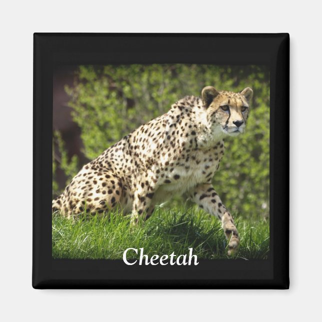 Wild Big Cats Tierliebhaber Design Magnet (Vorne)