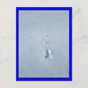 Wild-Bird-Footprints in Snow Postkarte