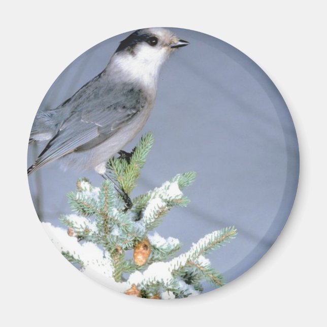 Wild Bird Winter Magnet (Vorne)