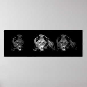 Wild Black Panther Jaguar Cat Eyes Black & White Poster