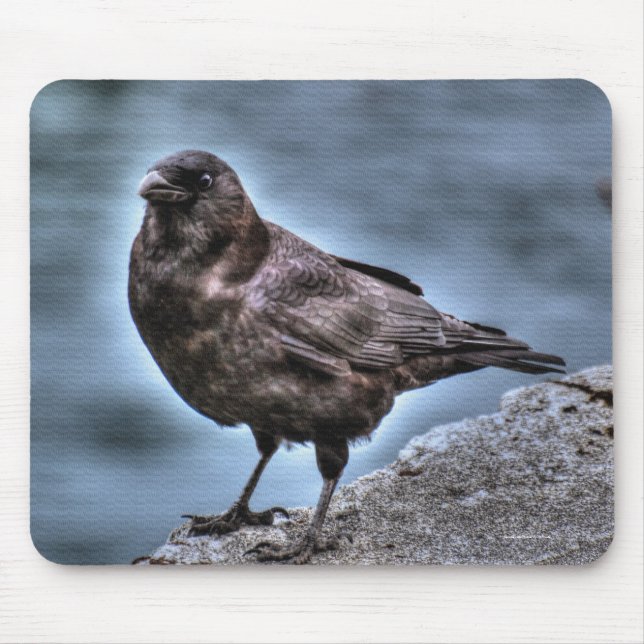 Wild Black Raven Stehend auf Rocks Mousepad (Vorne)