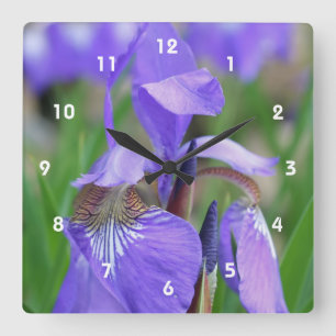 Wild Blue Flag Iris Flower Quadratische Wanduhr