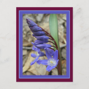 Wild Blue Hyacinth Postkarte
