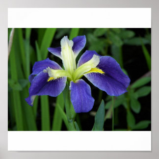 Wild Blue Iris Print Poster