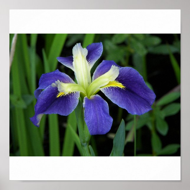 Wild Blue Iris Print Poster (Vorne)