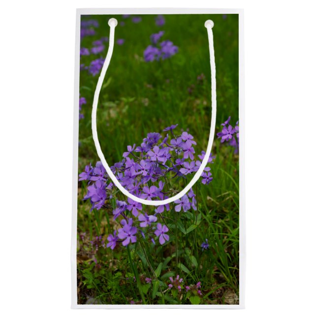 Wild Blue Phlox Kleine Geschenktüte (Vorderseite)