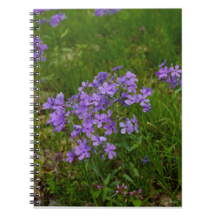 Wild Blue Phlox Notizblock