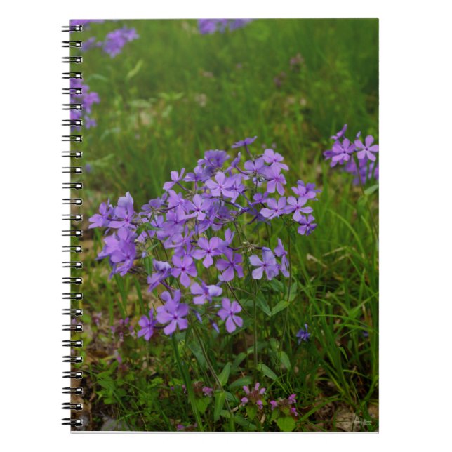Wild Blue Phlox Notizblock (Vorderseite)