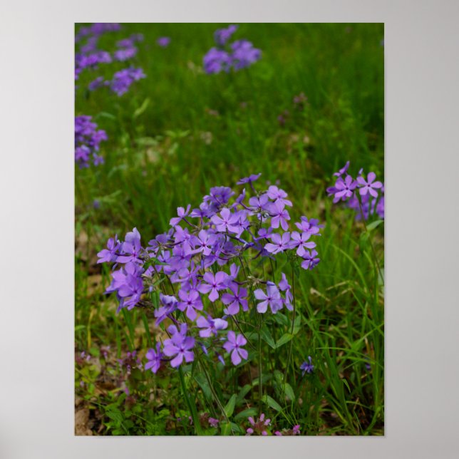 Wild Blue Phlox Poster (Vorne)