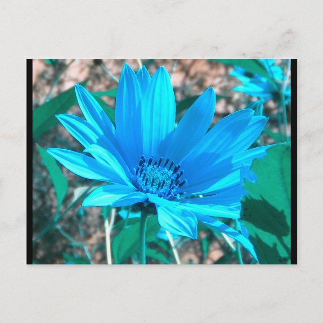 Wild Blue Sunflower Postcard Postkarte (Vorderseite)