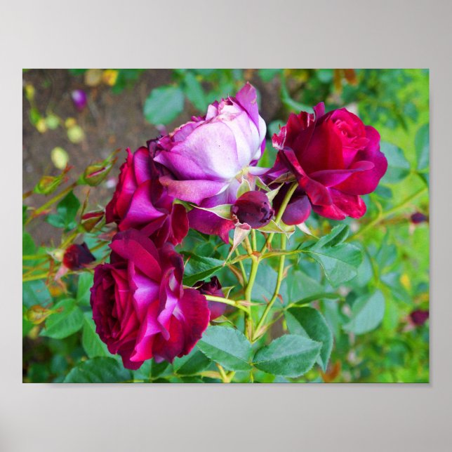 Wild Blue Yonder Rose #1 Poster (Vorne)