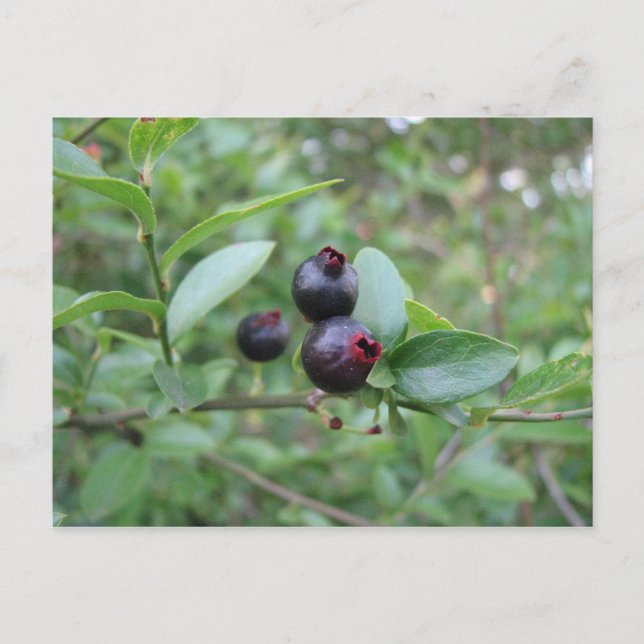 Wild Blueberry Fruit Postkarte (Vorderseite)
