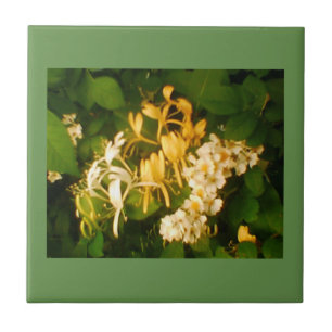 Wild blühende Rose Honeysuckle Keramik Tile Fliese