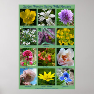 Wild Blume Poster