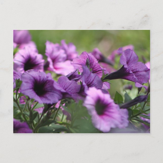 Wild Blume S. Texas Postkarte (Vorderseite)