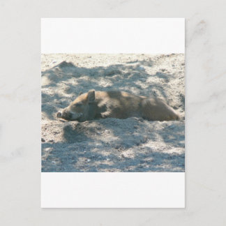 Wild Boar Piglet Postkarte