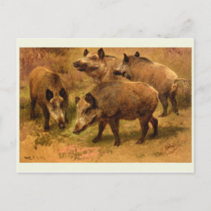 Wild Boar Postcard Postkarte