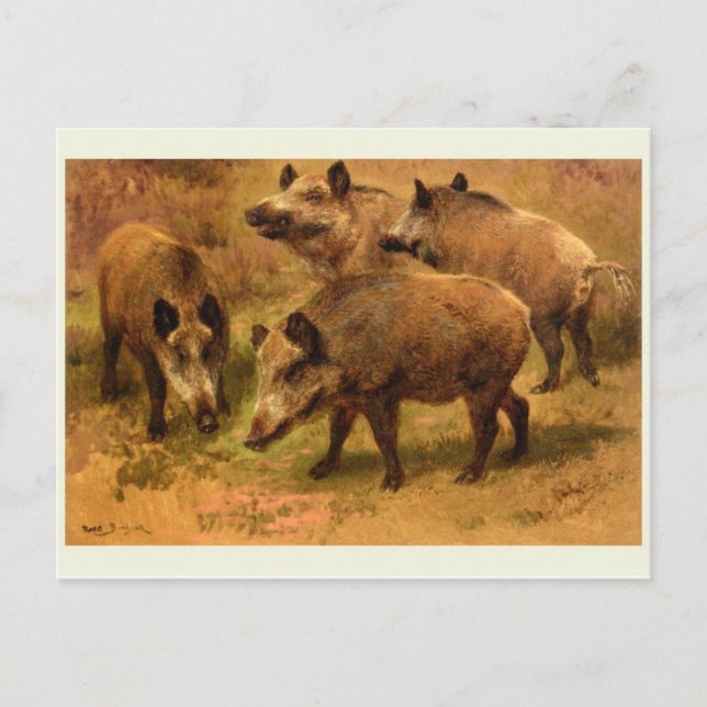 Wild Boar Postcard Postkarte (Vorderseite)