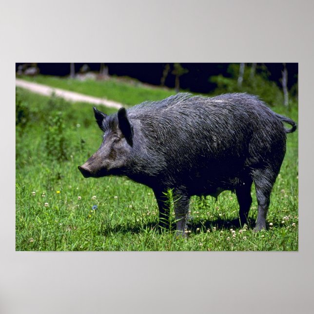 Wild Boar Poster (Vorne)