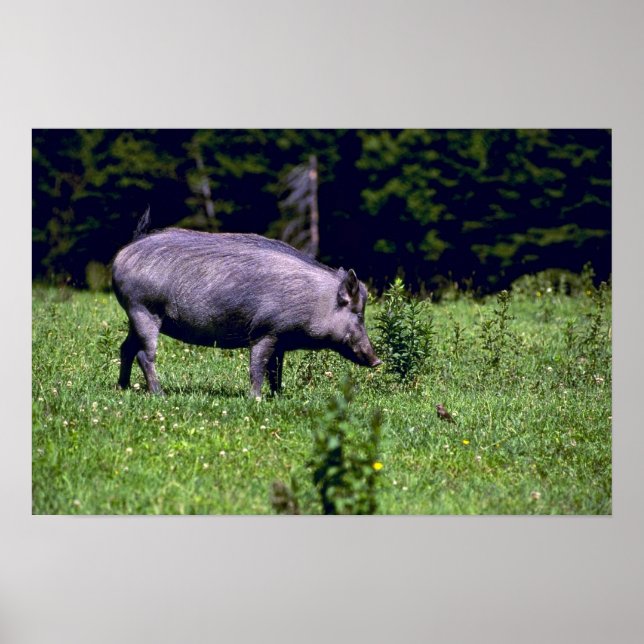 Wild Boar Poster (Vorne)