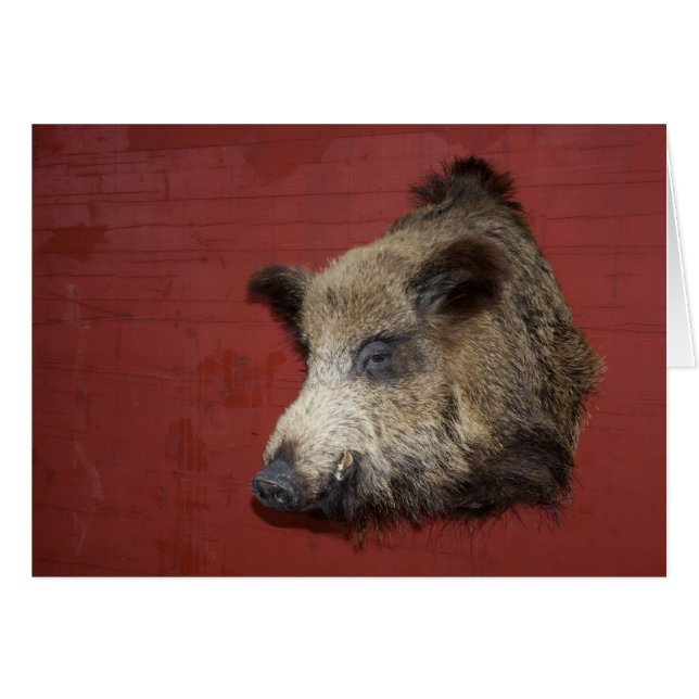 Wild Boar Trophy (Vorderseite (Horizontal))