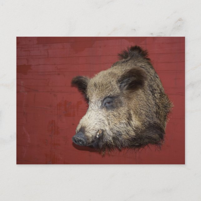 Wild Boar Trophy Postkarte (Vorderseite)