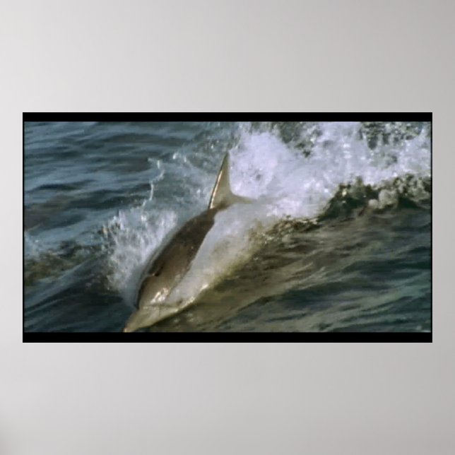 Wild Bottlenose Dolphin Poster (Vorne)