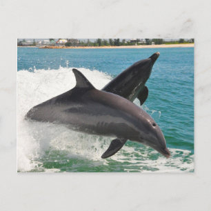 Wild Bottlenose Dolphins Jumping Sanibel Postcard Postkarte