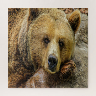 Wild Brown Bear Puzzle
