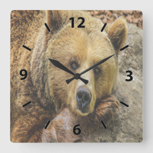 Wild Brown Bear Quadratische Wanduhr