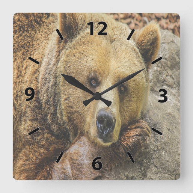 Wild Brown Bear Quadratische Wanduhr (Vorderseite)