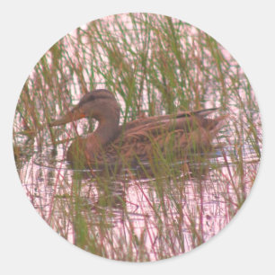 Wild Brown Duck Nature Runder Aufkleber