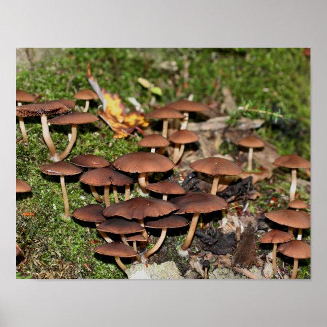 Wild Brown Mushroom Cluster Nature Poster (Vorne)