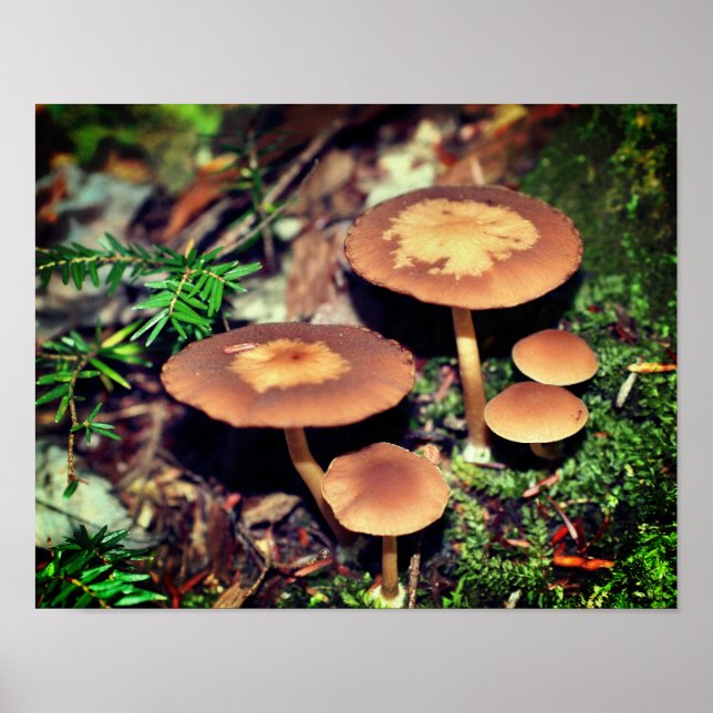 Wild Brown Mushroom Cluster Poster (Vorne)