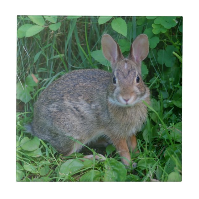 Wild Brown Rabbit Animal Fliese (Vorderseite)