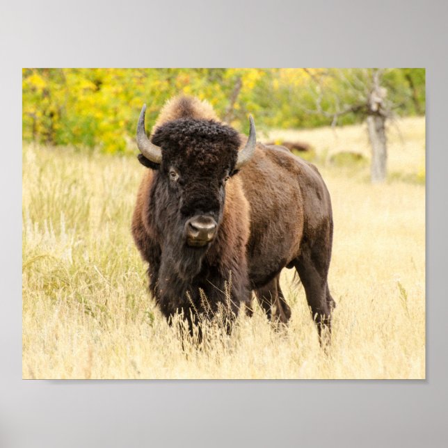 Wild Buffalo auf einem Feld Poster (Vorne)