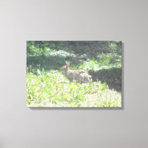 Wild Bunny Foto auf Leinwand