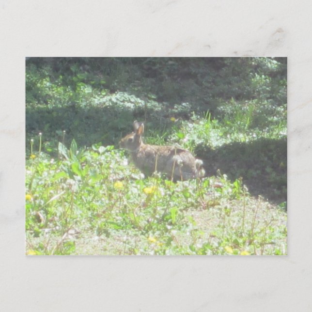 Wild Bunny Postcard Postkarte (Vorderseite)