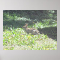 Wild Bunny Print