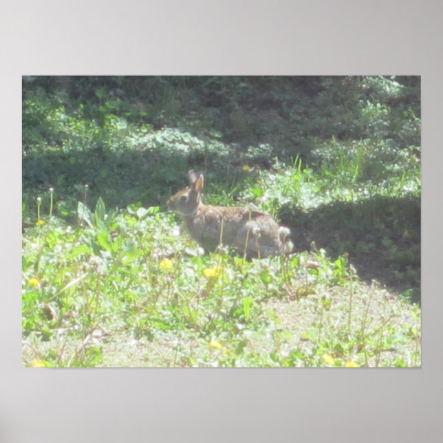 Wild Bunny Print Poster (Vorne)