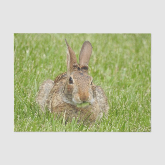 Wild Bunny Rabbit Eating Grass Seidenpapier (Vorderseite)