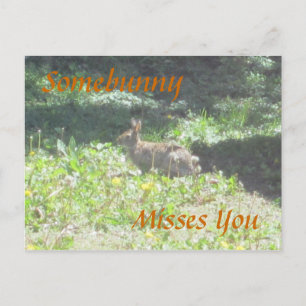 Wild Bunny "Somebunny Misses You" Postcard Postkarte