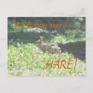 Wild Bunny "Wish you aren HARE"! Postkarte