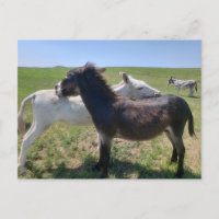Wild Burros, Custer Staat Park, South Dakota